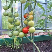 Bagātīgai ražai siltumnīcā: padomu ābece tomātu audzēšanā