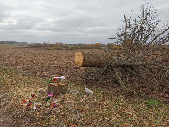 Lizumā nozāģē koku, kurā ietriecās un dzīvību zaudēja četri jaunieši  