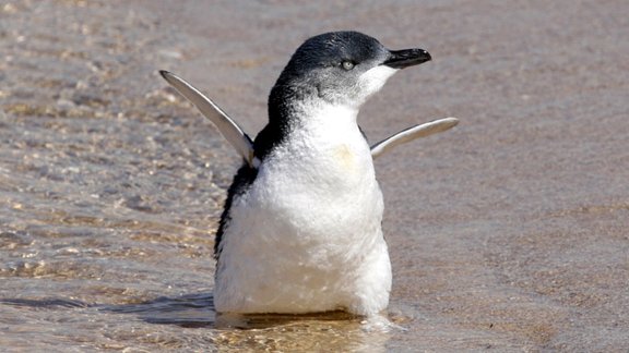 Little Penguin