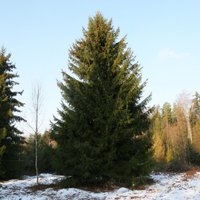 ФОТО: выбраны главные Рождественские елки Риги
