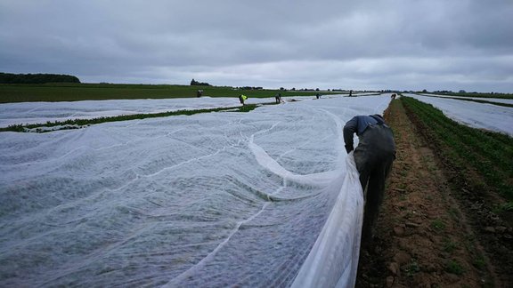 Angļu fermeri paaugstina algas, lai noturētu latviešu strādniekus - 4