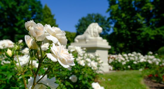 Vācu skaistules Vērmaņkundzes košajā rožu dārzā