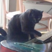 Video: Kaķis, kurš spēlē ģitāru