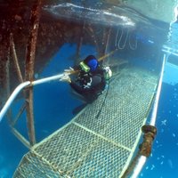 Klaidoņa pieredze: niršana un pērļu zveja pie Austrālijas krastiem