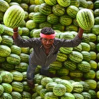 Foto: Indijas tirgoņi starp milzu arbūzu kalniem