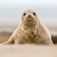 В Латвии разработают особый план по защите тюленей