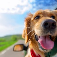 Kāpēc suņiem patīk izbāzt galvu pa braucošas automašīnas logu