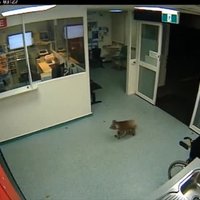 Video: Austrālijā pa slimnīcu nakts vidū netraucēti klīst ziņkārīgs koalas lācītis