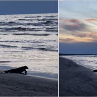 Reportāža: Majoru pludmalē jūrā dodas roņu mazulis