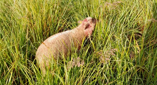 Kārtējais vilku uzbrukums ganāmpulkam iznīcina saimniecību Balvu novadā