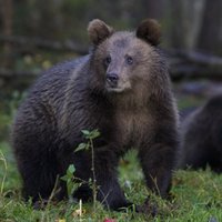 В Якутии спасли женщину, рожавшую в глухой тайге в окружении медведей