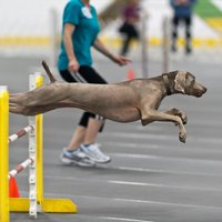 Adžiliti un citi aktīvi veidi, kā sportot kopā ar suni