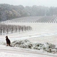 Foto: Austrālijas 'saulaināko štatu' Kvīnslendu pārsteidz sniegs