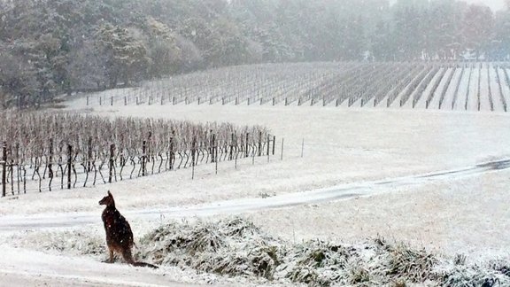 Austrālijas iedzīvotājus pārsteidz sniegs - 10