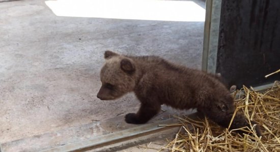 В Латвии спасли раненого медвежонка, оставшегося без мамы