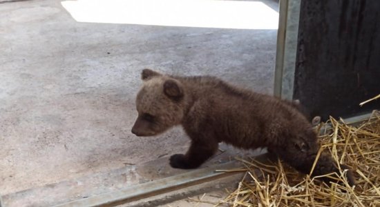 Starp Limbažiem un Aloju izglābts bez mammas palicis lācēns