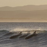 Karstuma dēļ Melnās jūras krastā izmetušies delfīni