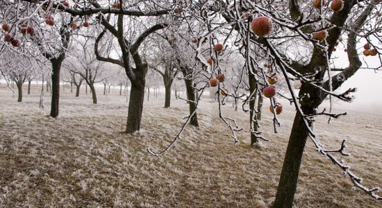 Augļu un ogu dārzs decembrī: aktuālo darbu ceļvedis