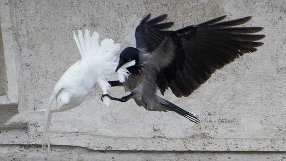 Vatican Peace Doves.JPEG-0b7bdap