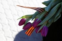 Сейм отложил рассмотрение идеи о приравнивании георгиевской ленты к свастике и знаку SS Сейм отложил рассмотрение идеи о приравнивании георгиевской ленты к свастике и знаку SS