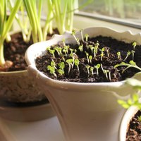 Ko audzēt zaļumu dārziņā uz virtuves palodzes?