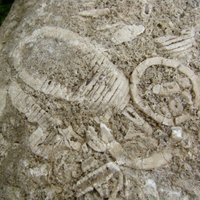 На побережье найдены останки доисторического животного