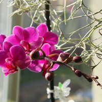 Kaisles ziediņš - orhideja