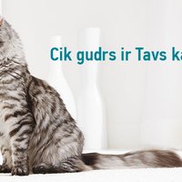 Tests un konkurss: Cik gudrs ir tavs kaķis?