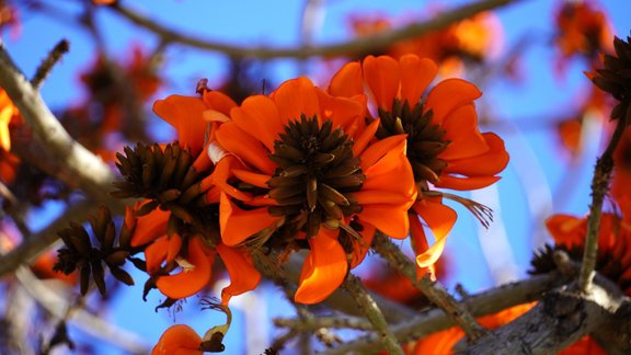 Erythrina caffra