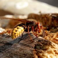 Cilvēku planēta ar kukaiņa acīm: biotopu izzušana, pesticīdi un desmitā tiesa