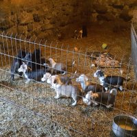 Собаки изъяты из питомника Lieldeviņzare из-за плохого содержания