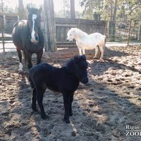 Rīgas zoodārzā dzimusi poniju meitenīte Kaprika Persika