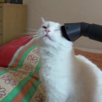 ВИДЕО: Кошка Матильда и пылесос - неожиданный поворот