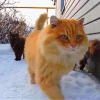 'Kaķlande' – neparasta vieta Krievijā, kur mīt vairāki iespaidīga izmēra Sibīrijas meža kaķi
