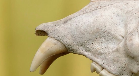 Kuriozs paleontoloģijā – 20 000 gadu senais Ušikavas cilvēks nemaz nav cilvēks