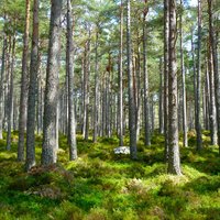 'Baltic Green Fund' saņēmis 18 miljonu eiro aizdevumu meža portfeļa paplašināšanai