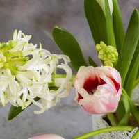 Pavasaris vāzē – kā parūpēties par grieztajām hiacintēm, tulpēm un narcisēm