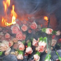 В России сожгли зараженные трипсом гвоздики из Латвии