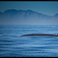 Dīvainās skaņas Marianas dziļvagas apkaimē okeānā nu ir atšifrētas