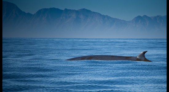 Dīvainās skaņas Marianas dziļvagas apkaimē okeānā nu ir atšifrētas