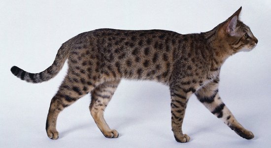 Kaķu šķirne: Kalifornijas leopardkaķis