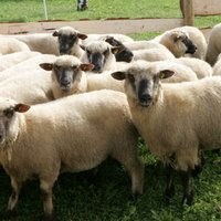 Asociācija: dzīvo aitu eksports pērn pieaug trīs reizes