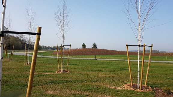 Koki, koku stādīšana, pavasaris, Bulduru Dārzkopības vidusskola Foto: G.Leiburgs