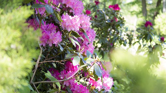 Rododendru mežs Engurē, rododendri, pavasaris, ziedi