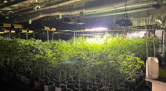 ФОТО. Полиция обнаружила плантацию марихуаны: изъято более 1 500 саженцев