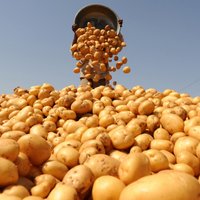 Baltkrievija aizliedz no ES ievest kartupeļus
