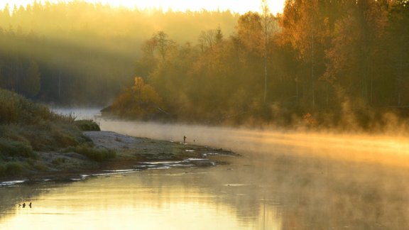 Gauja