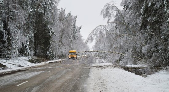 Snieglauze valsts mežos izpostījusi 200 000 kubikmetru koku