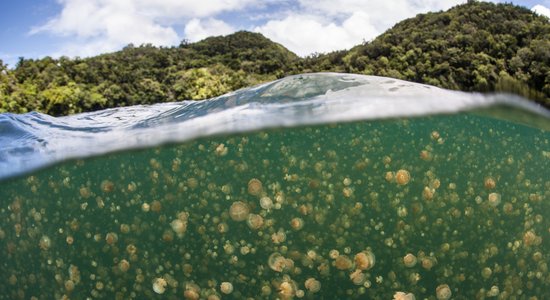 Peldēt kopā ar medūzām: apmeklētājiem atkal pieejams iespaidīgais ezers Palau