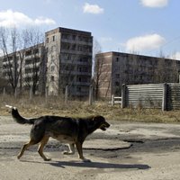 Atslepenoti VDK dokumenti: Ietiepīgus Černobiļas iedzīvotājus neizdodas pārvietot pat ar spēku un rupjību